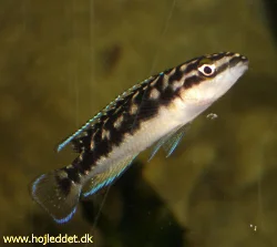 julidochromis-transcriptus-kalemie