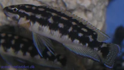 julidochromis-transcriptus-kalemie