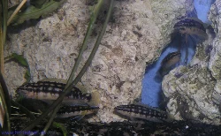 julidochromis-transcriptus-kalemie