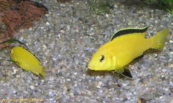 labidochromis-caeruleus