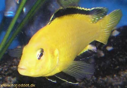 labidochromis-caeruleus
