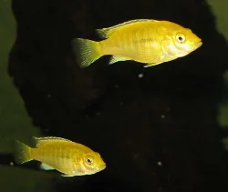 labidochromis-caeruleus