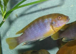 labidochromis-sp-hongi
