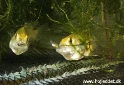 pseudocrenilabrus-multicolor