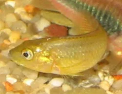 pseudocrenilabrus-nicholsi