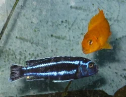 melanochromis-cyaneorhabdos