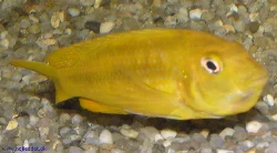 melanochromis-johannii