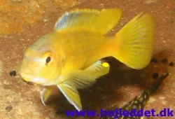 melanochromis-johannii