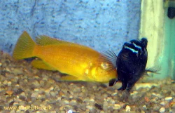 melanochromis-johannii