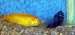 melanochromis-johannii