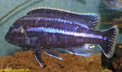 melanochromis-parallelus
