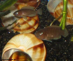 neolamprologus-multifasciatus