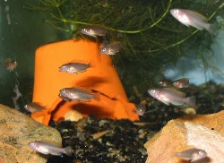 neolamprologus-multifasciatus