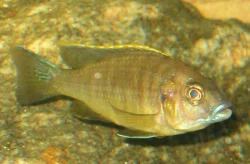 otopharynx-lithobates