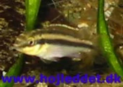 pelvicachromis-pulcher