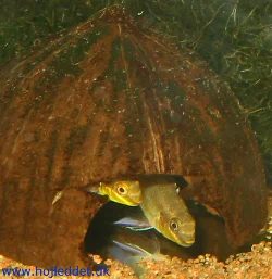 pelvicachromis-pulcher