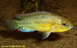 pseudocrenilabrus-philander-dispersus