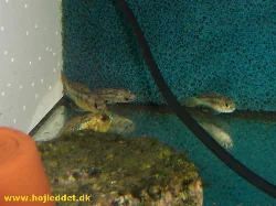 pseudocrenilabrus-philander-dispersus