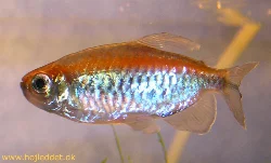 phenacogrammus-interruptus