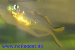 pseudomugil-furcatus