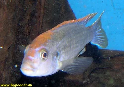pseudotropheus-sp-perspicax-orange-cap