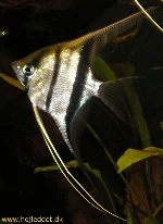 pterophyllum-scalare-rio-manacapuru