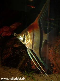 pterophyllum-scalare-rio-manacapuru