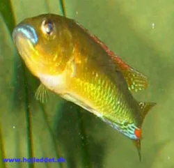 pseudocrenilabrus-philander-philander