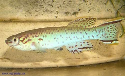 fundulopanchax-gardneri-gardneri-akure