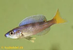 cyprichromis-leptosoma-tanzania-neon