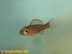 cyprichromis-leptosoma-tanzania-neon