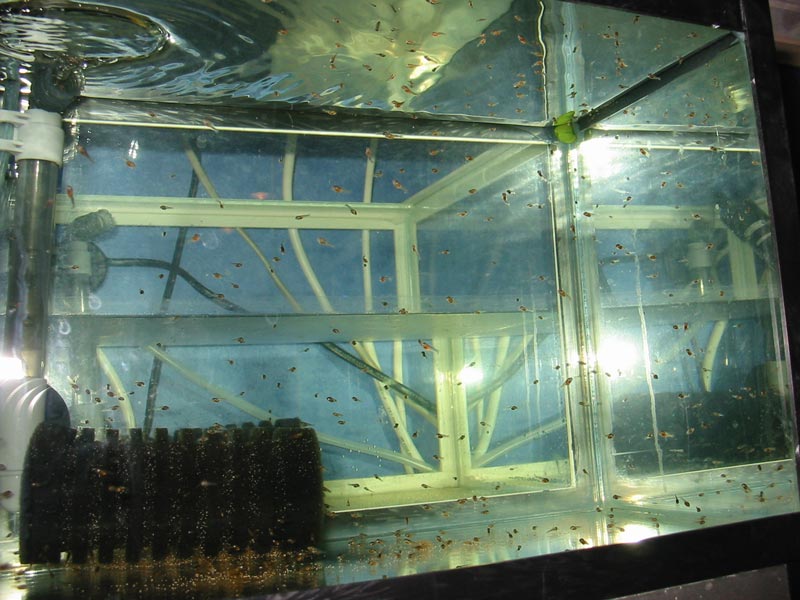 Jeg havde stort set kun lige fået fyldt akvariet, inden det skulle bruges til klækning af æg. Her ses de små scalarer få dage efter de blev fritsvømmende.
