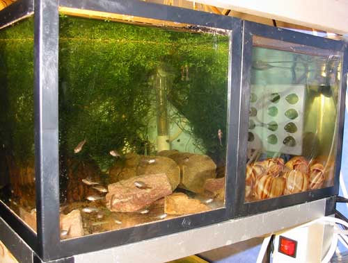 Her ses begge mine sorte 12 liters akvarier mens de stod på toppen af min lille reol.