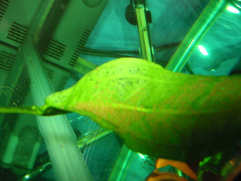 Akvariet blev indkøbt til et formål og det ses her, omend billedet er lidt uskarpt.
