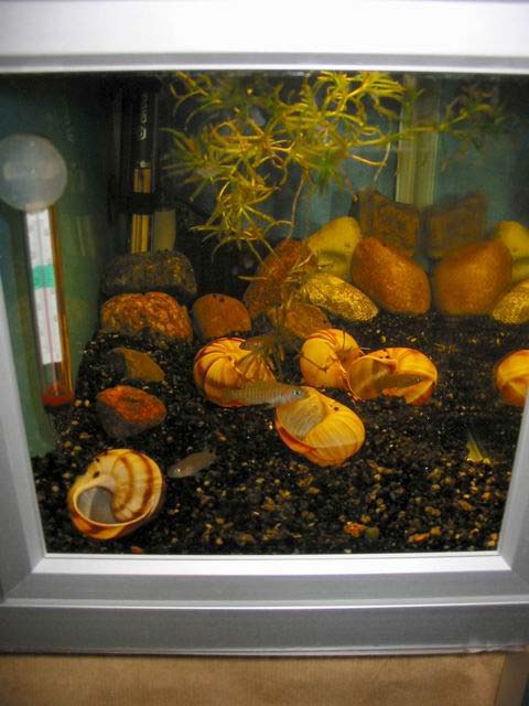 20 liter aquarium (left)