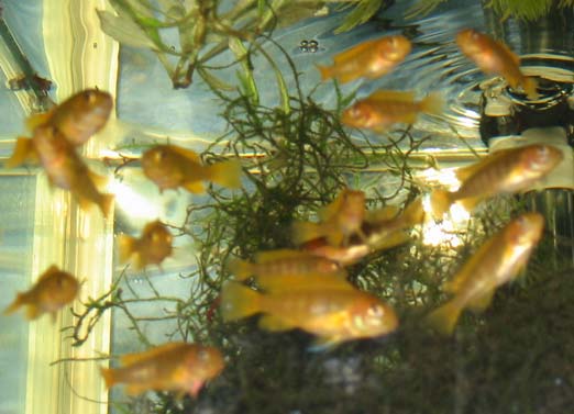 Here is a brood of Saulosi fry.
