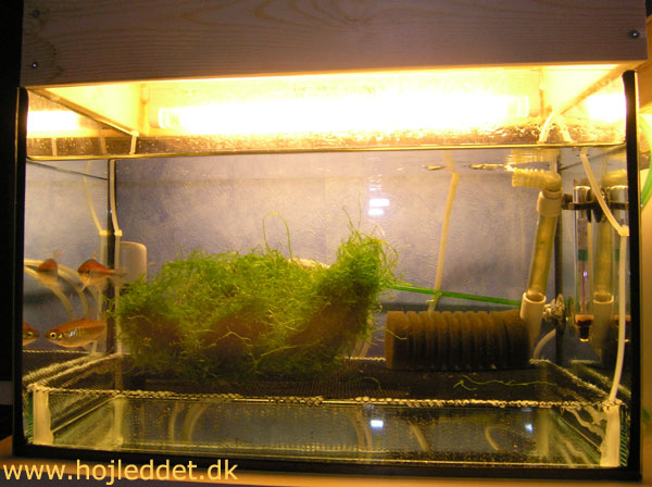 The second of my medium-sized breeding aquariums with a pair of Congo tetras.
