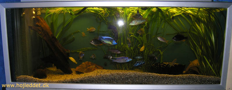 I now use this aquarium as a Malawi community tank.
