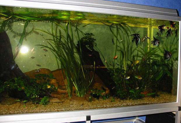 430 liter aquarium