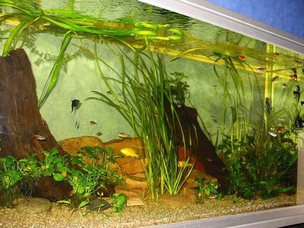 Here you can see, among others, Black Molly, a single Golden, Red Neon, and others.
