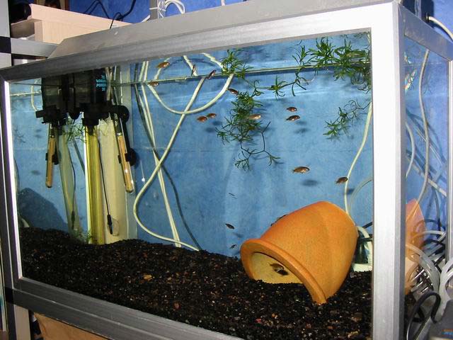 Just before I sold it, there were quite a few Malawi fry in it.
