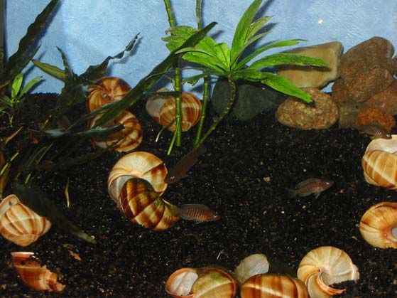 Senere fik multierne mere plads da jeg flyttede dem til et af mine 75 liters akvarier.