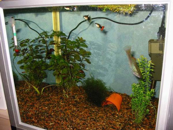 75-liter aquarium (left)