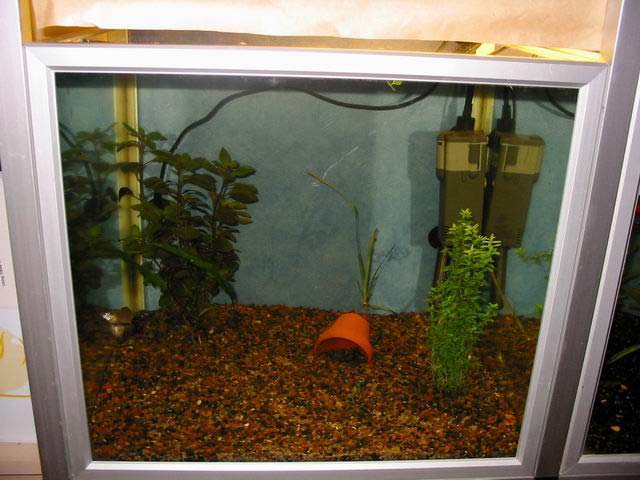 75-liter aquarium (left)