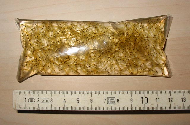 En pose koster typisk 8-10 kr. Det kan hurtigt blive dyrt, hvis man har mange grådige fisk som cichlider.