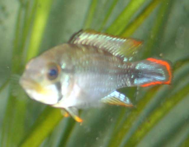 The nijsseni male has a very beautiful red seam in the tail, which is else light blue.
