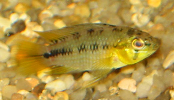 Male Apistogramma sp. "opal" 