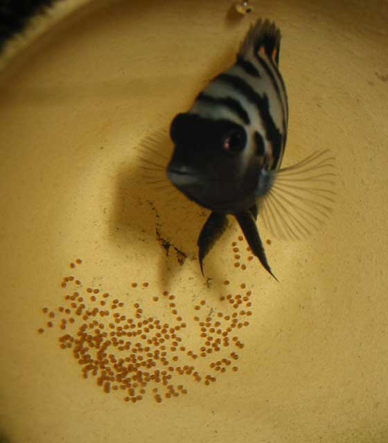 Parret har lagt æg igen, og denne gang i en urtepotte.
