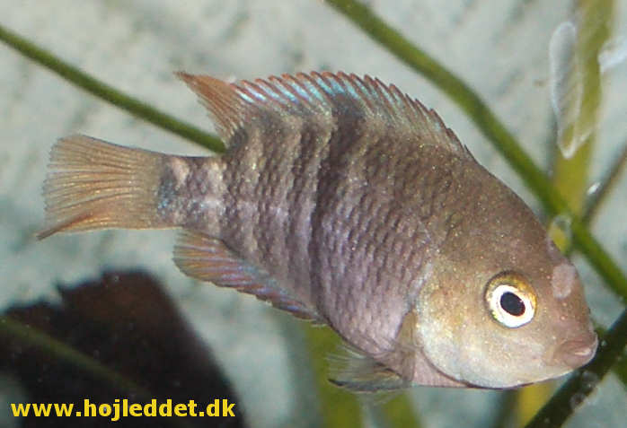 Man skal altid huske at pudse ruden.
