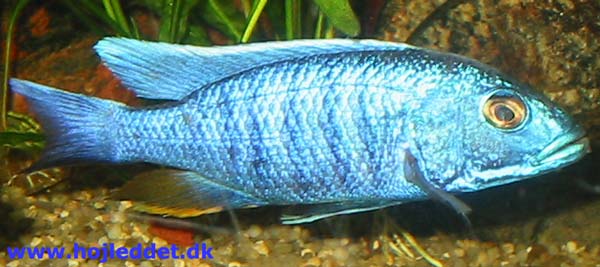 Sciaenochromis fryeri (Electric Blue Ahli)